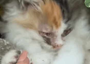 T0608006 Feralcat catlove foryou tiktok part2