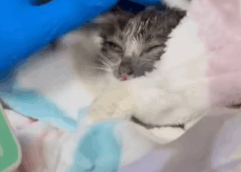 T0908022 rescued cat covered in black oil and its true appearance is very part2