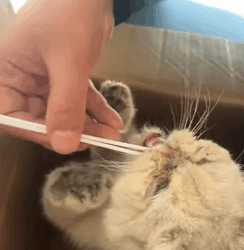 T0209025 Rescue a cat rescue animals adoptdontshop petlover cat cutecat part2