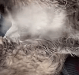 T0608014 Rescue poor little dog with broken jaw part2