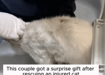 T0908044 This couple got a surprise gift after rescuing an injured cat animal part2