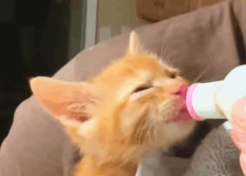 T0608039 The kitten looked at me with trusting eyes and I didn t let it regret part2