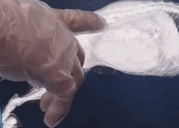 T0908023 I helped a cat mother give birth smoothly part2