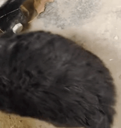 T0209014 Found little black dog on the side of the road in snowy day stray part2