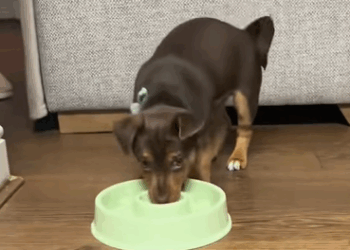 T0608048 Rescued dog that fell into sewer rescue save puppy dog anima part2