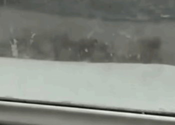 T0908036 The kitten who refused to give up and neither did this rescue stor part2