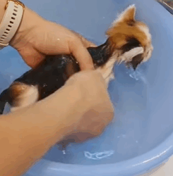 T0209012 A little kitten kept following me while I was walking my dog and then part2