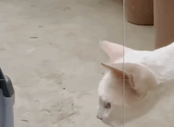 T0608020 Rescue kitten with broken leg kitty cat kittycat kittycatsoft part2