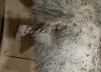 T0908017 Rescued a drowning hedgehog with an UMBRELLA Now it s my cuddle bug part2