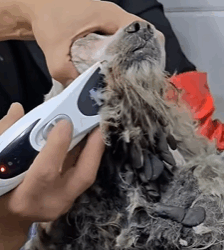 T0209021 Rescue stray dog rescue animals adoptdontshop petlover dog cu part2