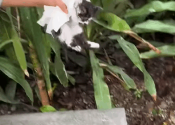 T0608047 Poor kitten rescue save kitten cat animals love fyp forypupage part2