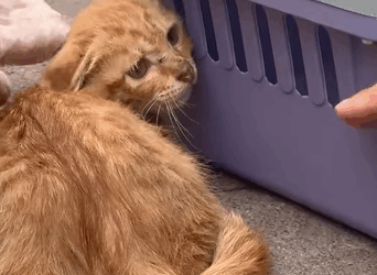 T0608012 Rescue an injured kitten part2