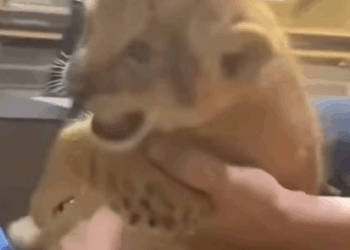 T0908048 This family rescued and adopted a lion cub lost its mother animal part2