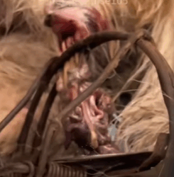 T0209002 She may have been left behind, but now she will never walk alone again part2