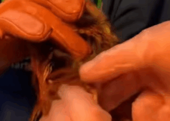 T0608038 Rescued a bird part2