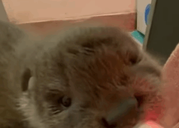 T0908045 Man rescued a baby otter stuck in net and adopted it animals rescue part2