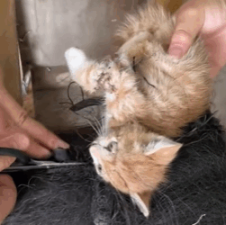 T0209051 Rescue poor stray cat move rescue fypシ fyp adoptme save cat part2