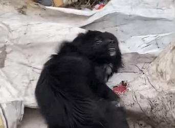 T0608001 dog foryou tiktok dogsoftiktok straydog doglove rescuedog part2