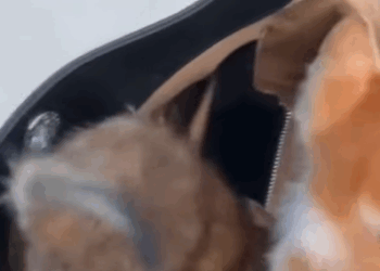 T0908035 two road survivors full time sunset supervisors rescuing kittens part2