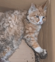 T0209039 Rescue an abandoned cat move rescue love fypシ adoptme save part