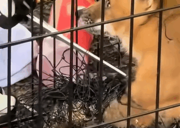 T0908039 A kind couple rescued a fox whose legs were tangled in a rope and part2