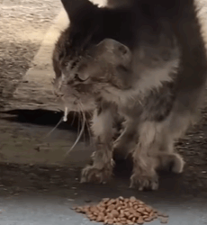 T0209042 Rescue an abandoned stray cat move rescue fypシ fyp adoptme part2