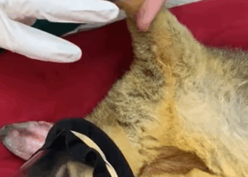 T0608028 Man rescued poor possum trapped in soccer net and then animal part2