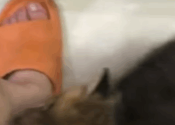 T0908004 I saw a lost little fox and then rescue animals fyp fox part2