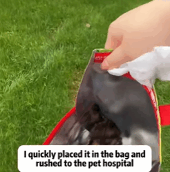 T0209027 Rescue a cat Tatcha rescue animals adoptdontshop petlover cat part2