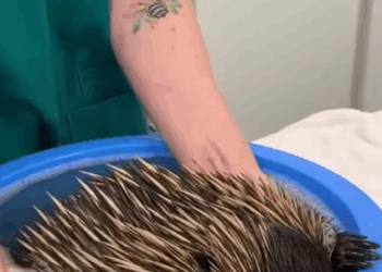 T0908041 Men rescued poor echidna from floodwaters animals rescueanimals part2