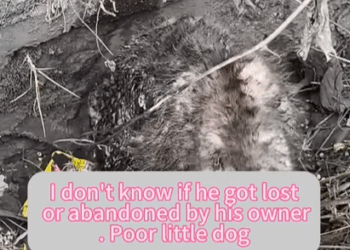 T0608002 dog foryou tiktok dogsoftiktok straydog doglove rescuedog part2