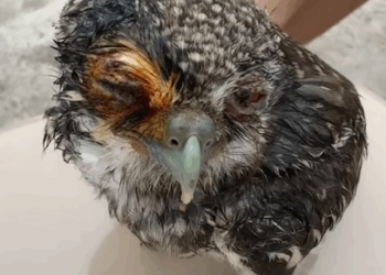 T0908038 This couple rescued an injured owl and then animals rescueanimals part2