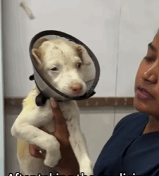 T0209048 Rescue puppies movie fypシ fyp foryou save rescue puppies pup part2