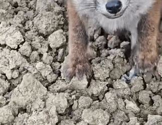 T0608029 Girl rescues baby fox and then animals animalsoftiktok animal part2