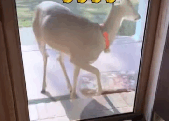 T0908006 I rescued a deer and then rescue rescueanimals animals fyp deer part2