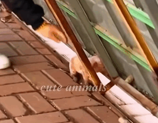 T1808050 lucky lost pig was taken in by family and adopted part2