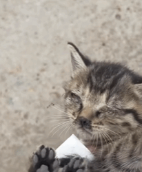 T0209043 Rescue trapped kitten move rescue fypシ fyp adoptme save cat part2