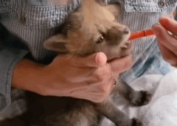 T0908046 This family found lost fox cub and adopted it animal rescueanimal part2