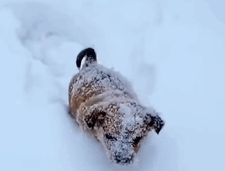 T1808047 A girl rescues a stray puppy and then cuteanimals dog dogsoftiktok part2