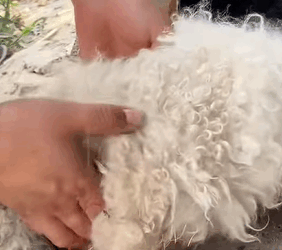 T0608009 Rescue puppy with injured legs that was abandoned in the garbage part2