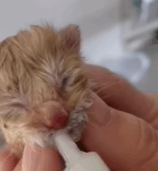 T0209041 Rescue stray cat move rescue love adoptme save poor animals part2