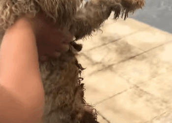 T0908049 Rescue puppy with injured leg part2