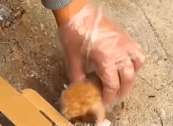 T1808046 girl rescues two kittens on the street and then cuteanimals cat part2