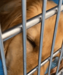 T0209001 Every rescue is proof that compassion can change the world one life at a time part2