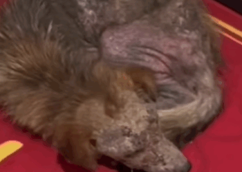 T0908037 Storm brought him to my door now he s part of the pack fyp resc part2