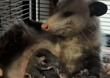 T0608049 Rescued a weak opossum and then animals animalsoftiktok rescueanim part2