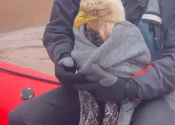 T0908042 Kind people rescued an injured eagle that fell into the water and the part2