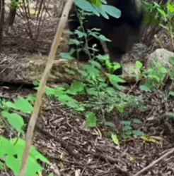 T1808049 The story of little bear who was helped by family on the road part2