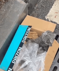 T0209045 Rescue stray cats move rescue fypシ fyp adoptme save cat cats part2