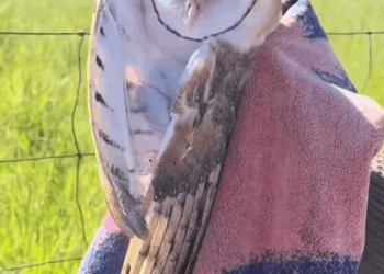 T0608041 Rescue barn owl part2